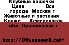 Клубные кошечки › Цена ­ 10 000 - Все города, Москва г. Животные и растения » Кошки   . Кемеровская обл.,Прокопьевск г.